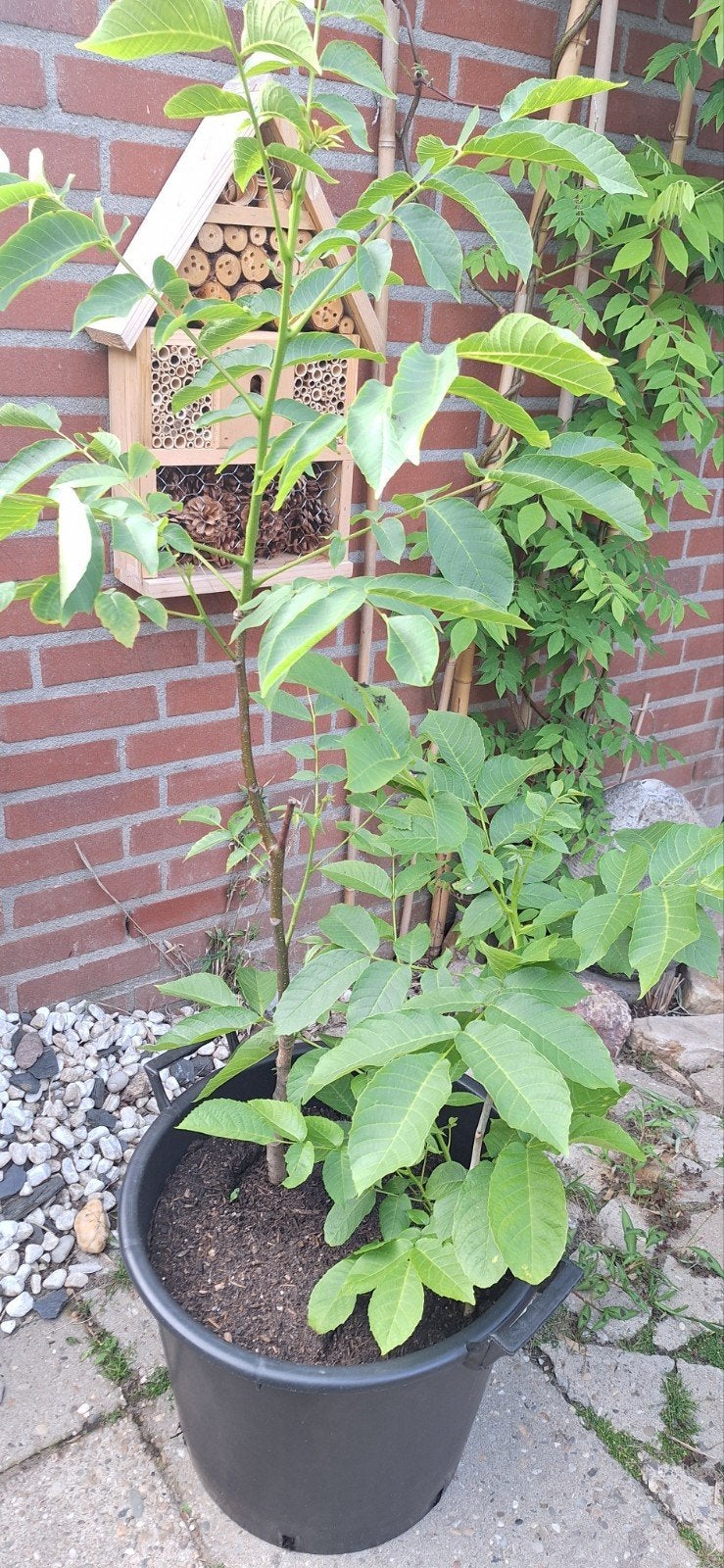 Walnootboom in pot - Jonge plant, Volle zon, Vaste plant, Lente, Ophalen