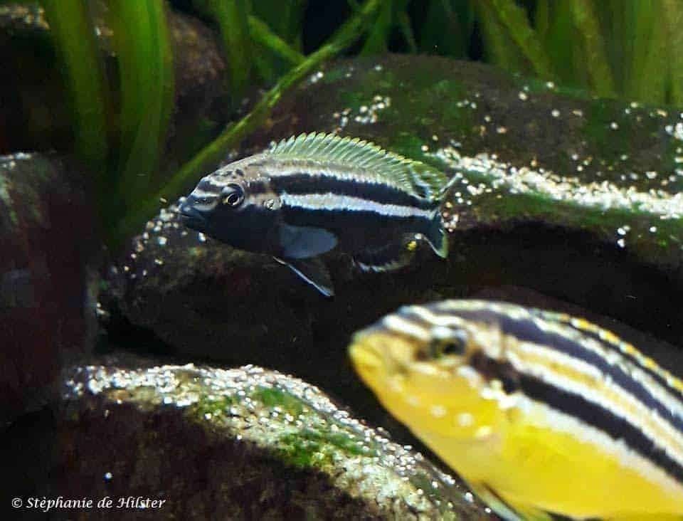 auratus malawichlide 6cm man te koop, Vis, Zoetwatervis