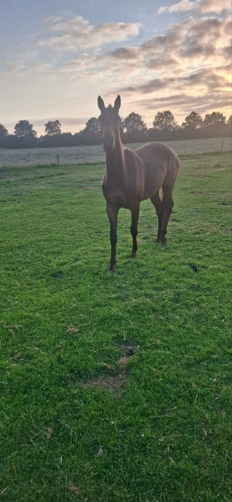 2 jarige appaloosa merrie, Merrie, Met stamboom, Dressuurpaard, 0 tot 2 jaar