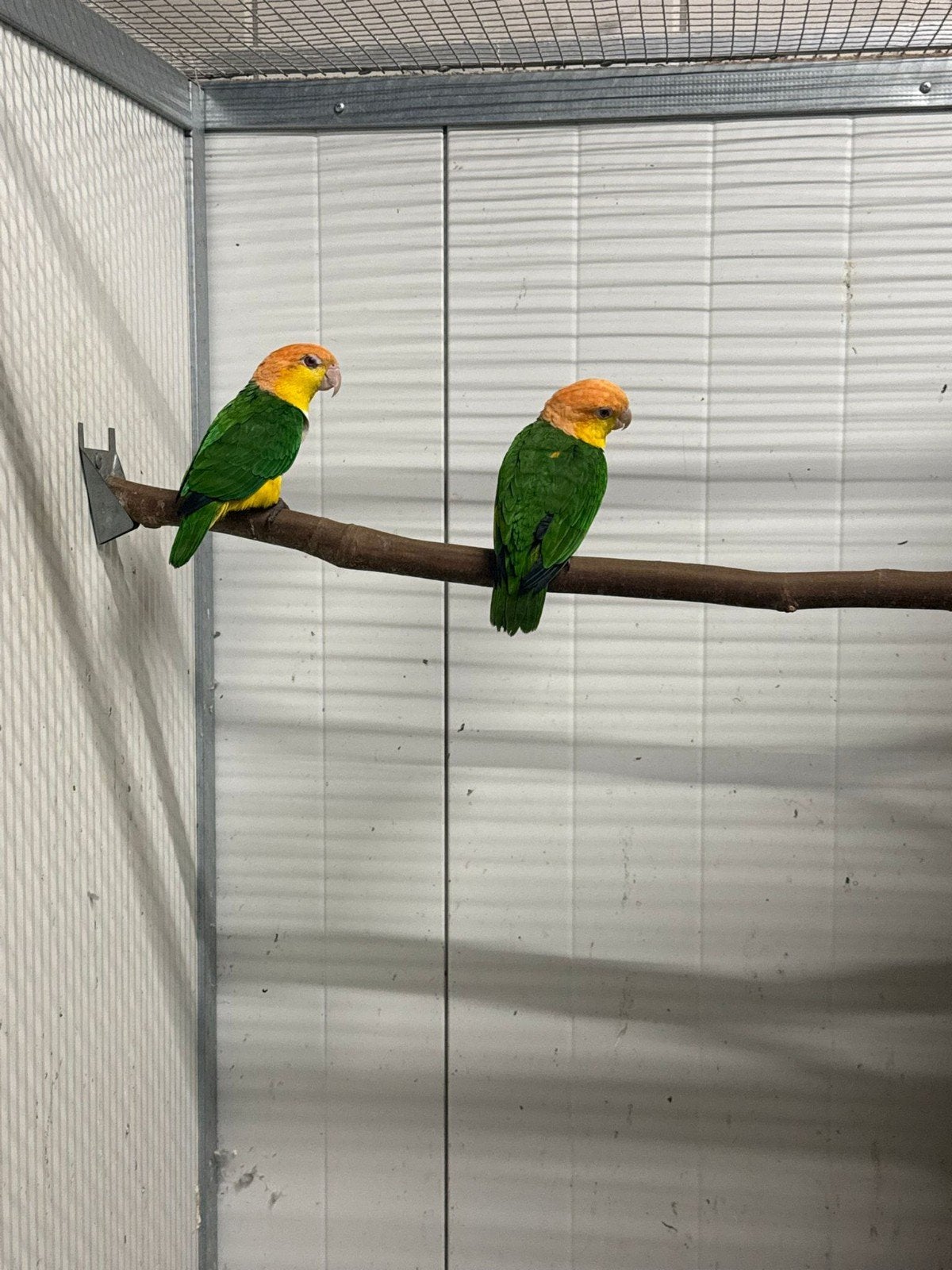 gezocht, Meerdere dieren, Papegaai, Geringd