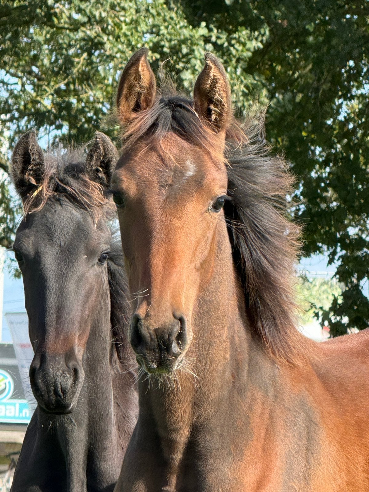 Cascais Junior DG x Qatar ter Saleghem merrie veulen, Merrie, Springpaard, Met stamboom, 0 tot 2 jaar