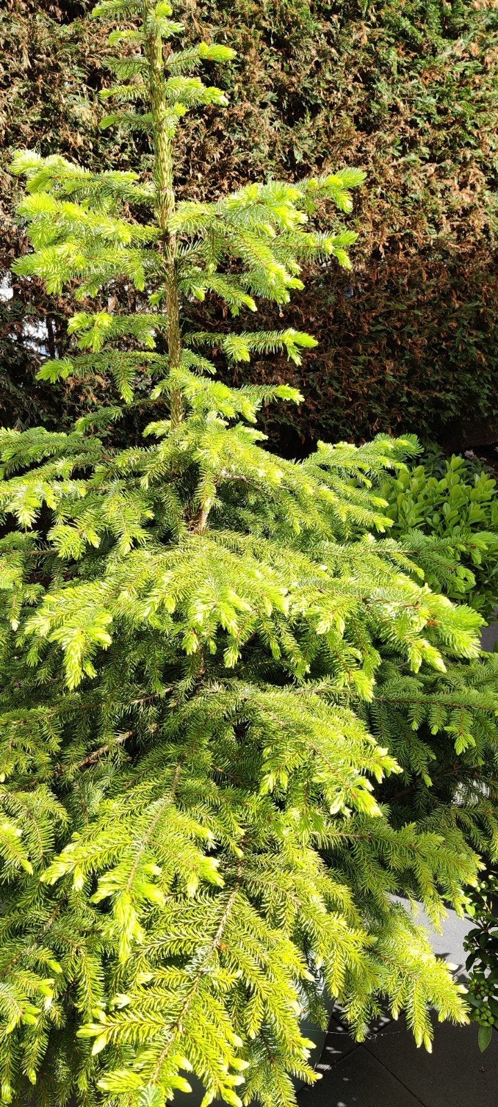 Prachtige kerstboom (Fijnspar)., Ophalen, 100 tot 250 cm