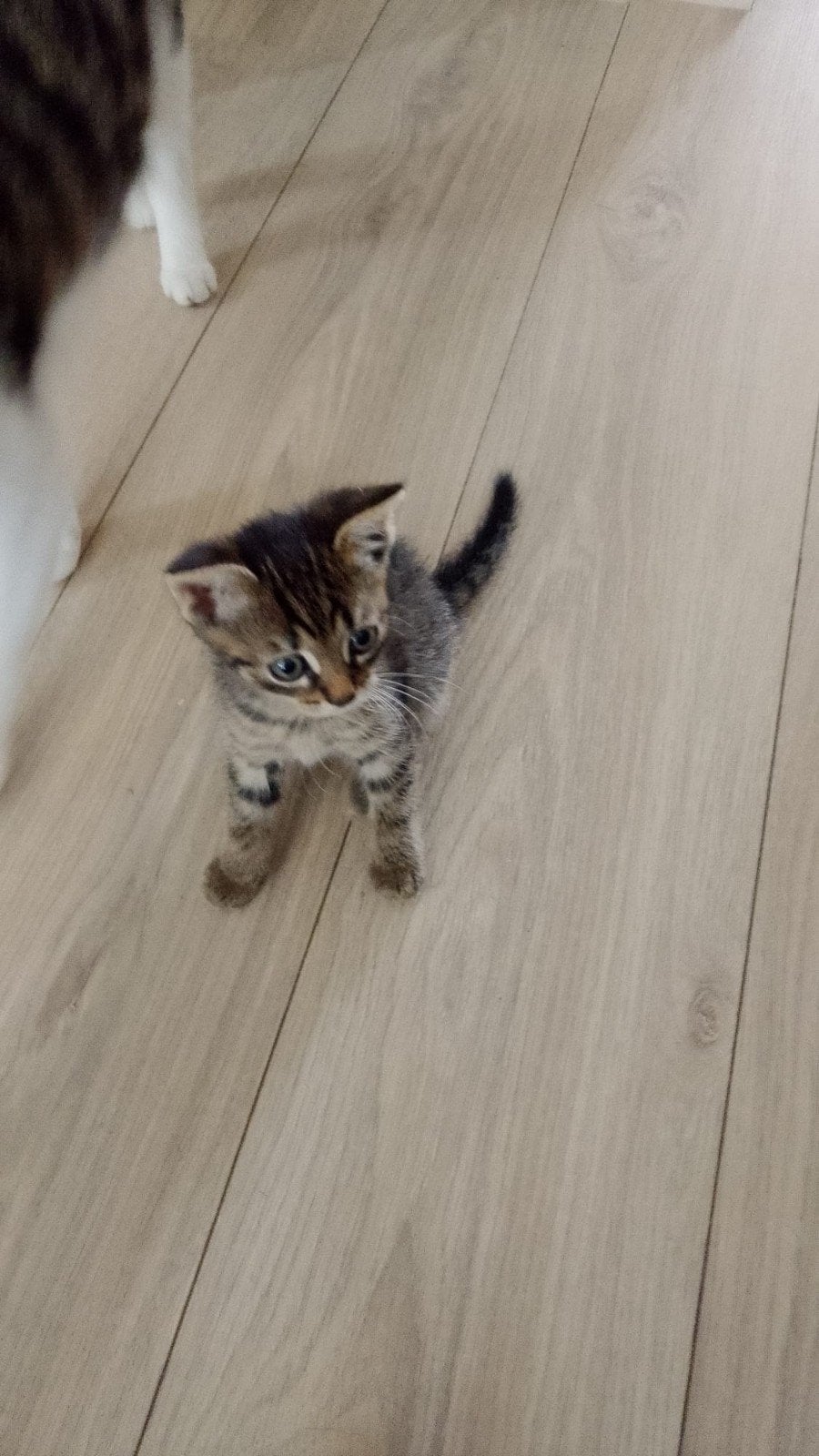 kittens Europese korthaar, Meerdere dieren