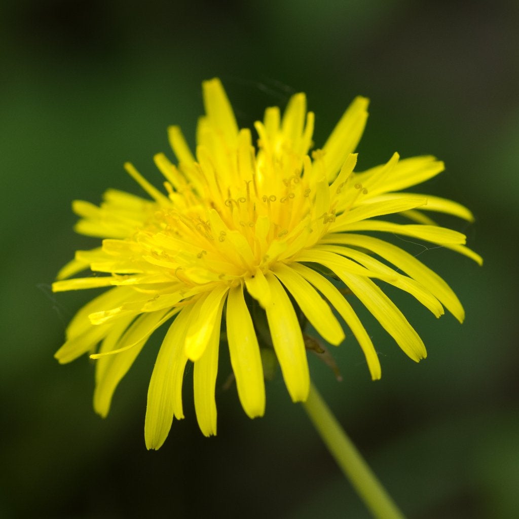 Zaden paardenbloem (Taraxacum officinale) - inheems, Ophalen of Verzenden, Voorjaar, Volle zon, Zaad