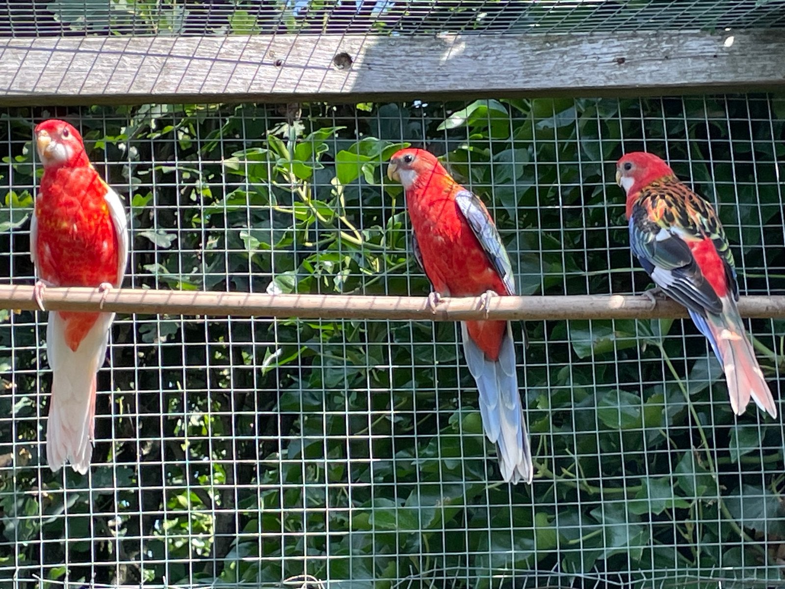 5 jonge rubino en opaline rosella’s, Meerdere dieren, Parkiet