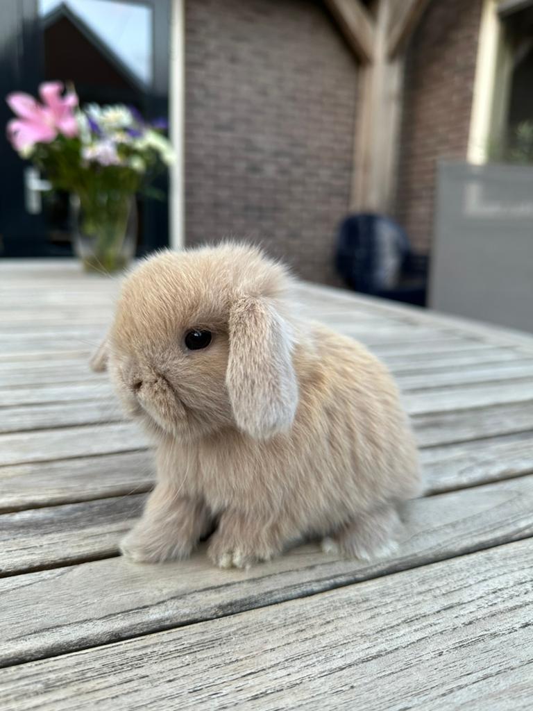Raszuivere minilop voedstertje beschikbaar!, Dieren en Toebehoren, Konijnen, Vrouwelijk, Dwerg, Hangoor, 0 tot 2 jaar