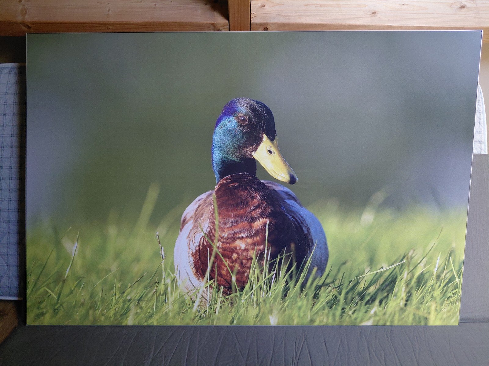Fotodoek Eend 150x100cm - Prachtige Natuurfoto, Nieuw, 125 cm of meer, Ophalen of Verzenden, Foto of Poster