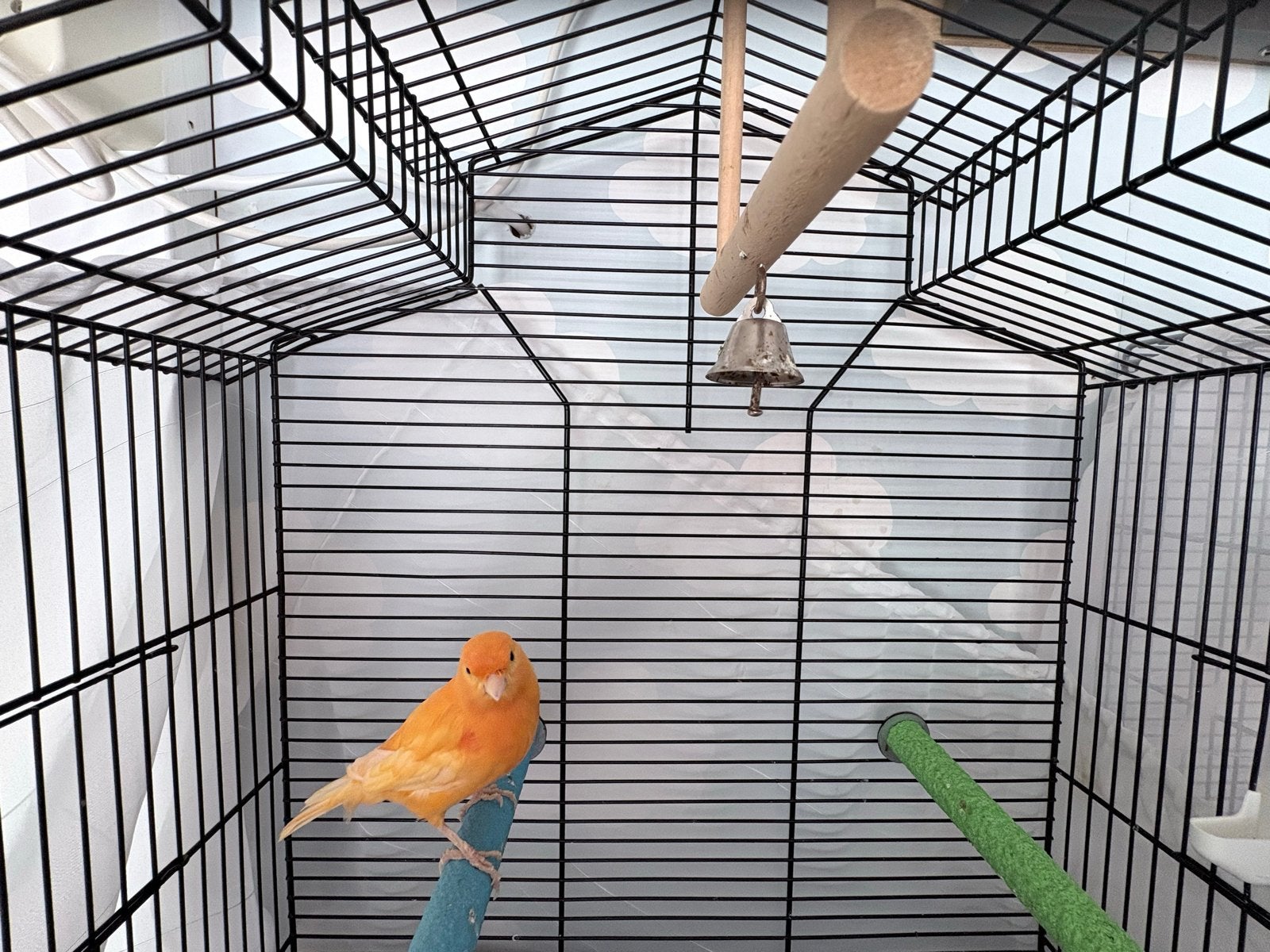 Kanaries  : 20 euro per vogel, Meerdere dieren, Kleurkanarie