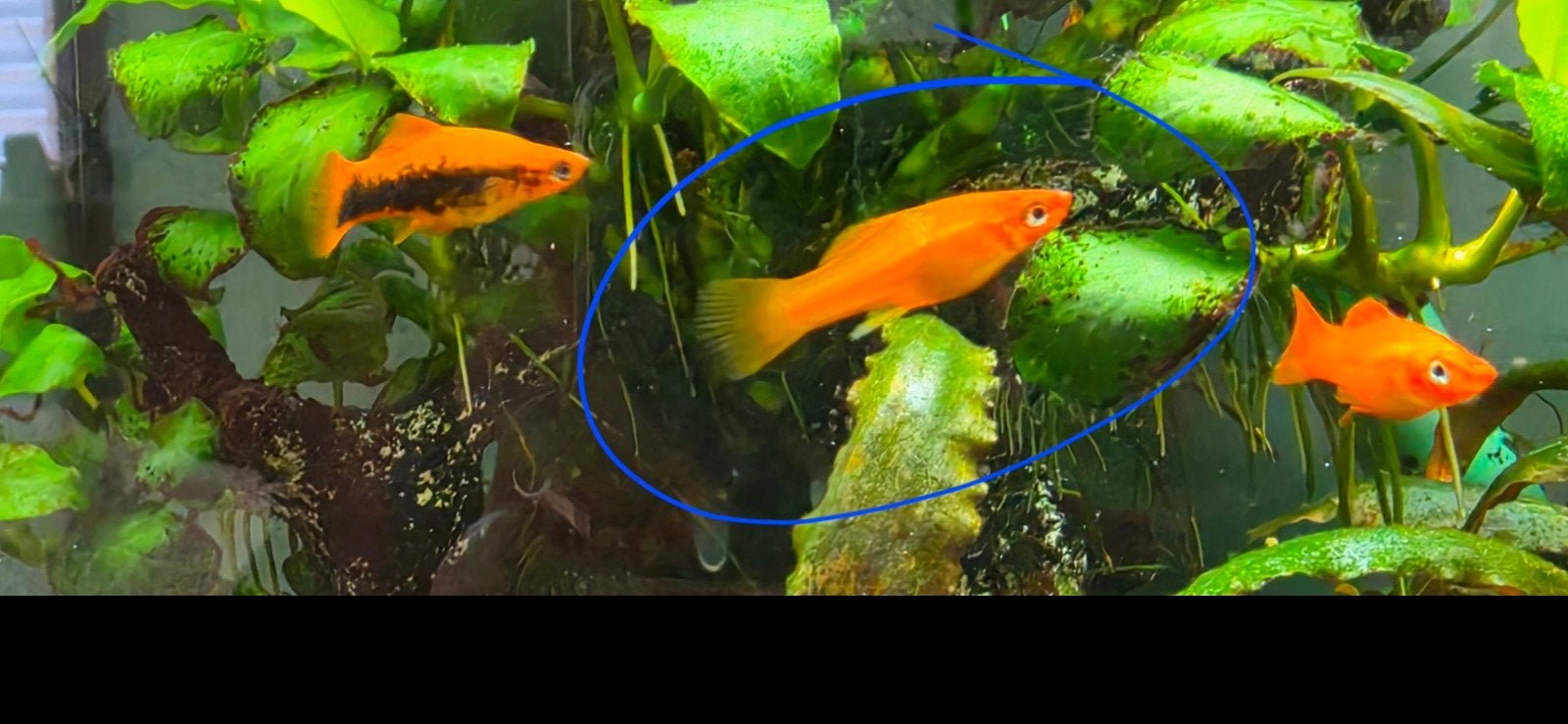 Zwaarddrager mannen te koop, Dieren en Toebehoren, Vissen | Aquariumvissen, Vis, Zoetwatervis