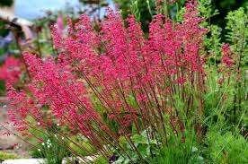 Mooie Heuchera 'Bressingham Hybrids' (Purperklokje) in pot!, Ophalen, Overige soorten, Volle zon