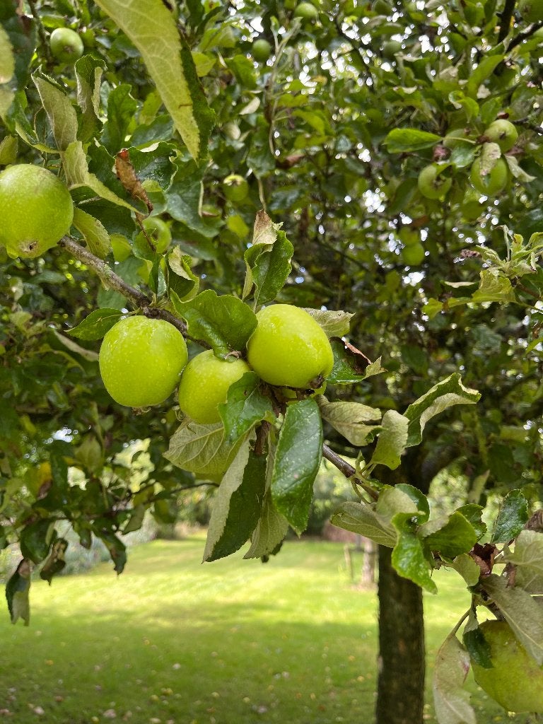 Ananas Reinette, Ophalen
