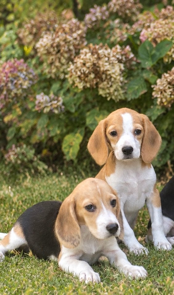 Hele mooie BEAGLE x KOOIKER pups - teefjes