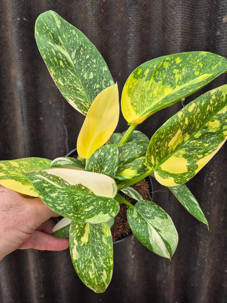 Philodendron Green Congo Variegata p14 (1), Huis en Inrichting, Kamerplanten, Minder dan 100 cm, Halfschaduw, Ophalen of Verzenden
