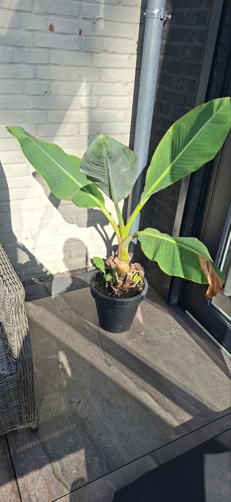 chinese lotusbanaan ( musella lasiocarpa), Volle zon, Vaste plant, Zomer, Ophalen