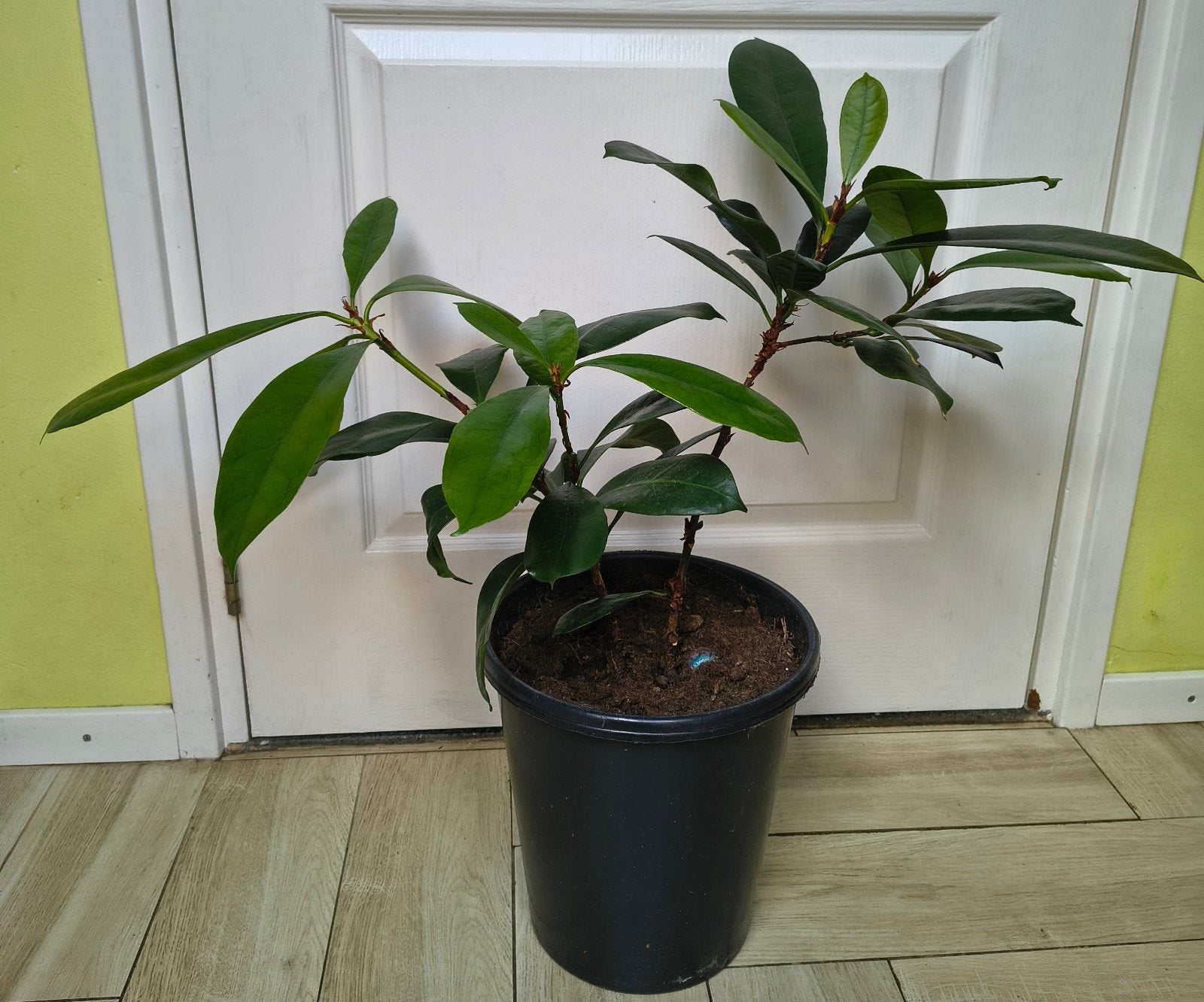 Ficus Elasticus, Huis en Inrichting, Ophalen, Ficus, Halfschaduw, In pot