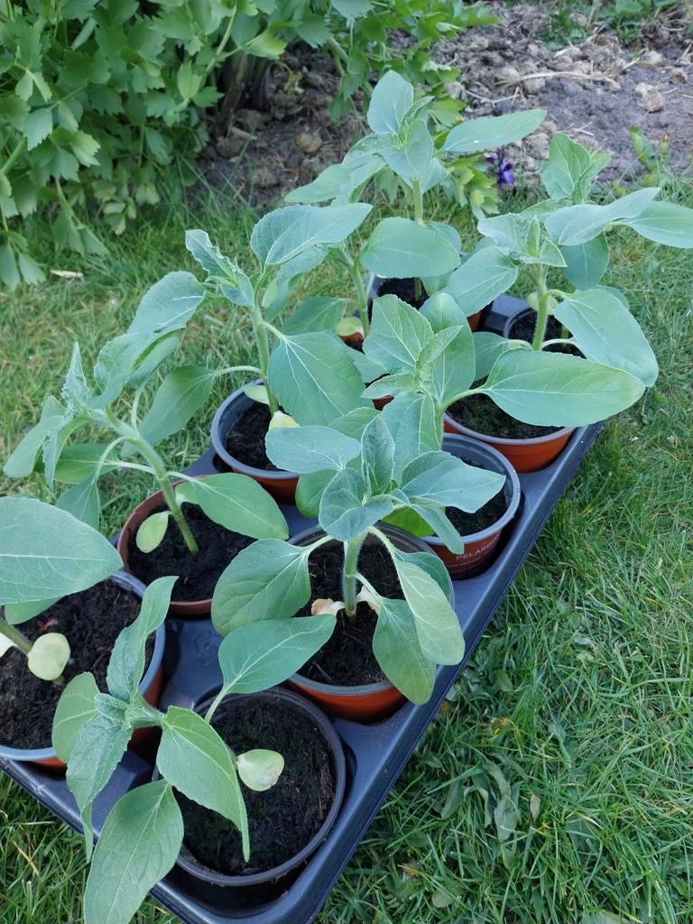 Zonnebloem groot €1,50, Ophalen, Overige soorten, Volle zon
