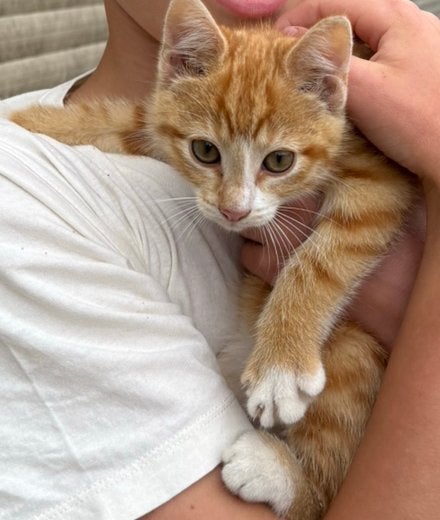 Een katertje en een poesje te koop!, Kater, 0 tot 2 jaar