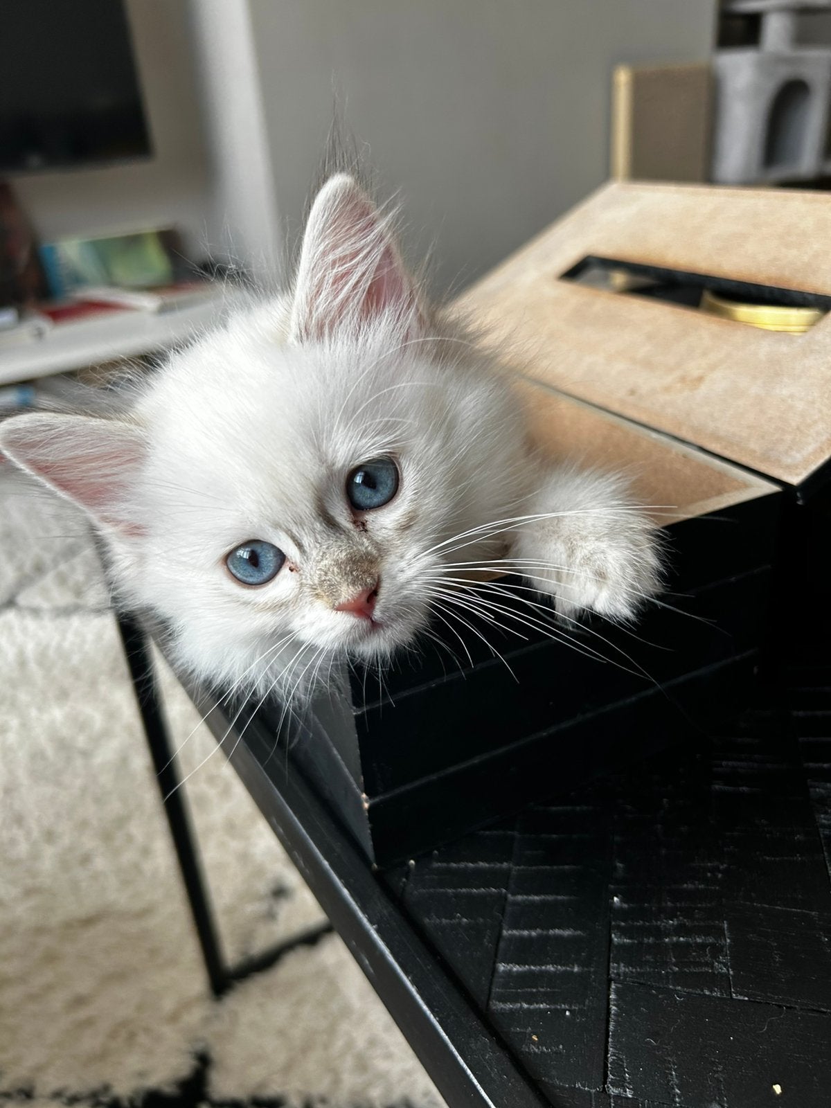 Lovely tabby ragdoll kittens, Dieren en Toebehoren, Katten en Kittens | Raskatten | Langhaar, Meerdere dieren, 0 tot 2 jaar