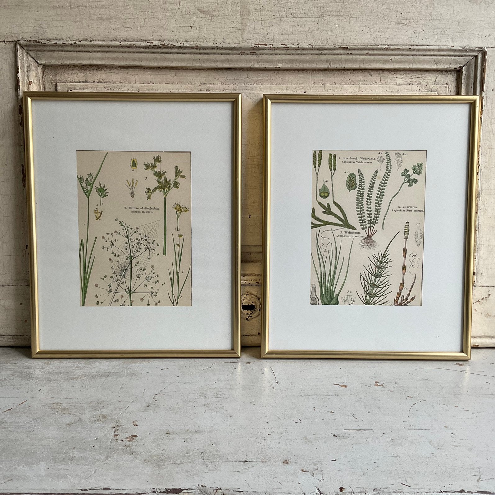 Sale 2 antieke botanische prenten set 1 *tres belle*, Verzenden