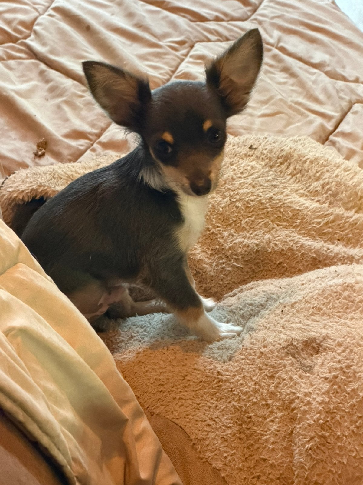 Chihuahua pup reutje, Parvo, Reu, 8 tot 15 weken, Eén hond