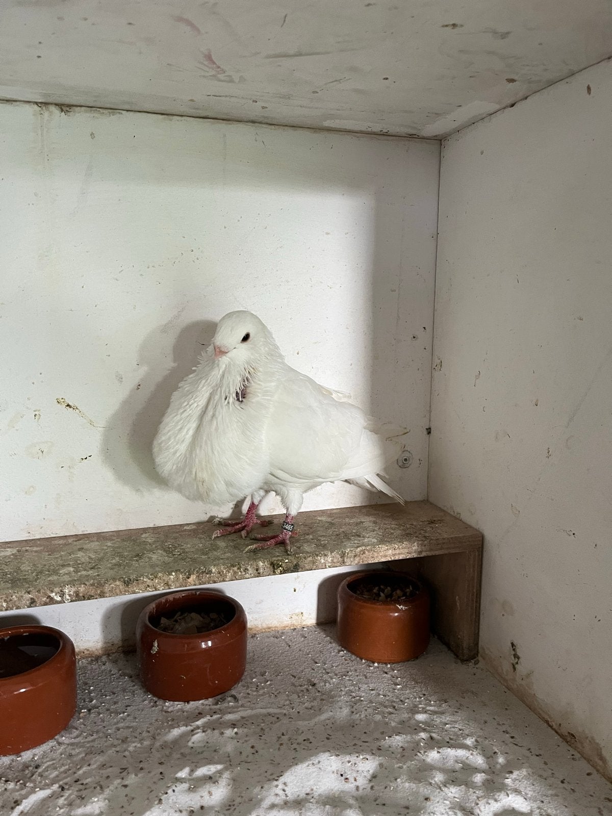 Canario kropper, Dieren en Toebehoren, Mannelijk, Kropper