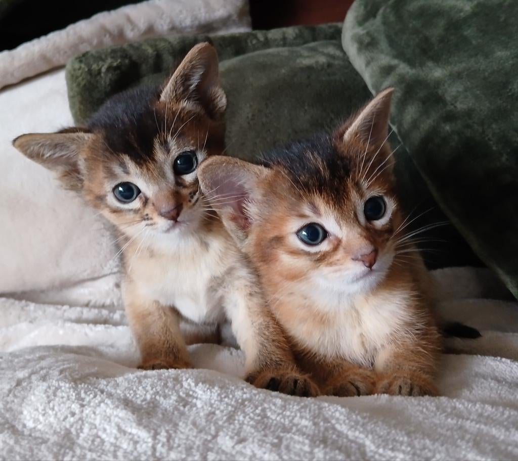 Super mooie abessijn, chausie kittens lage generatie!, Dieren en Toebehoren, Kater, Met stamboom, 0 tot 2 jaar