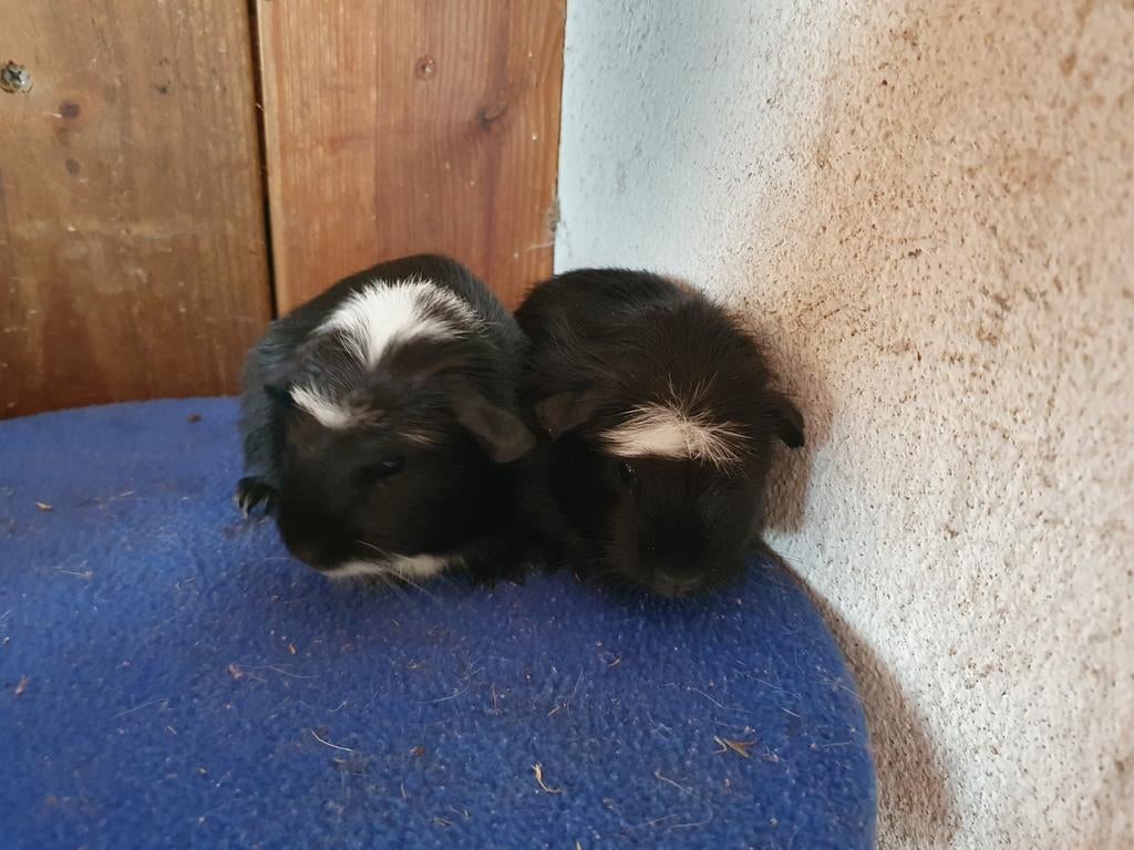 Lieve cavia broertjes, Dieren en Toebehoren, Knaagdieren, April, Mannelijk, Cavia
