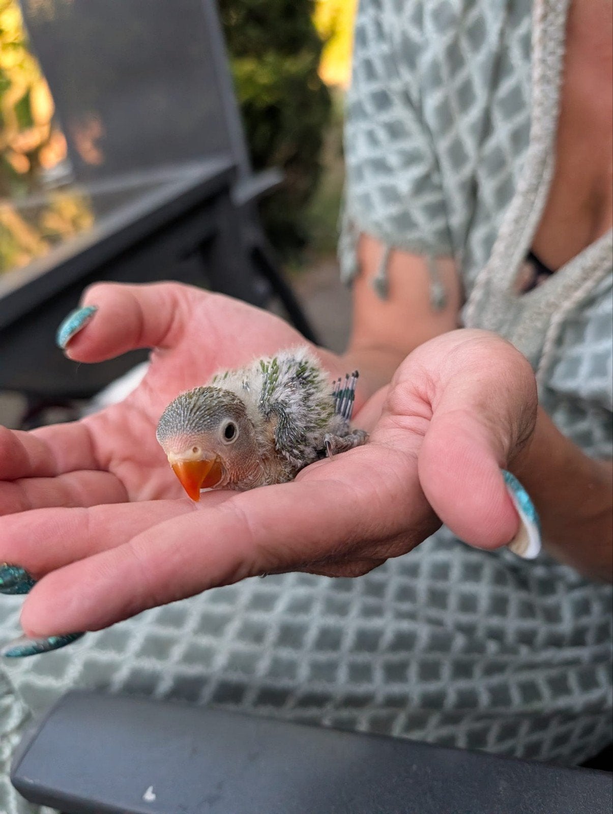zeer tamme agapornissen, Dieren en Toebehoren, Geslacht onbekend, Dwergpapegaai of Agapornis, Tam