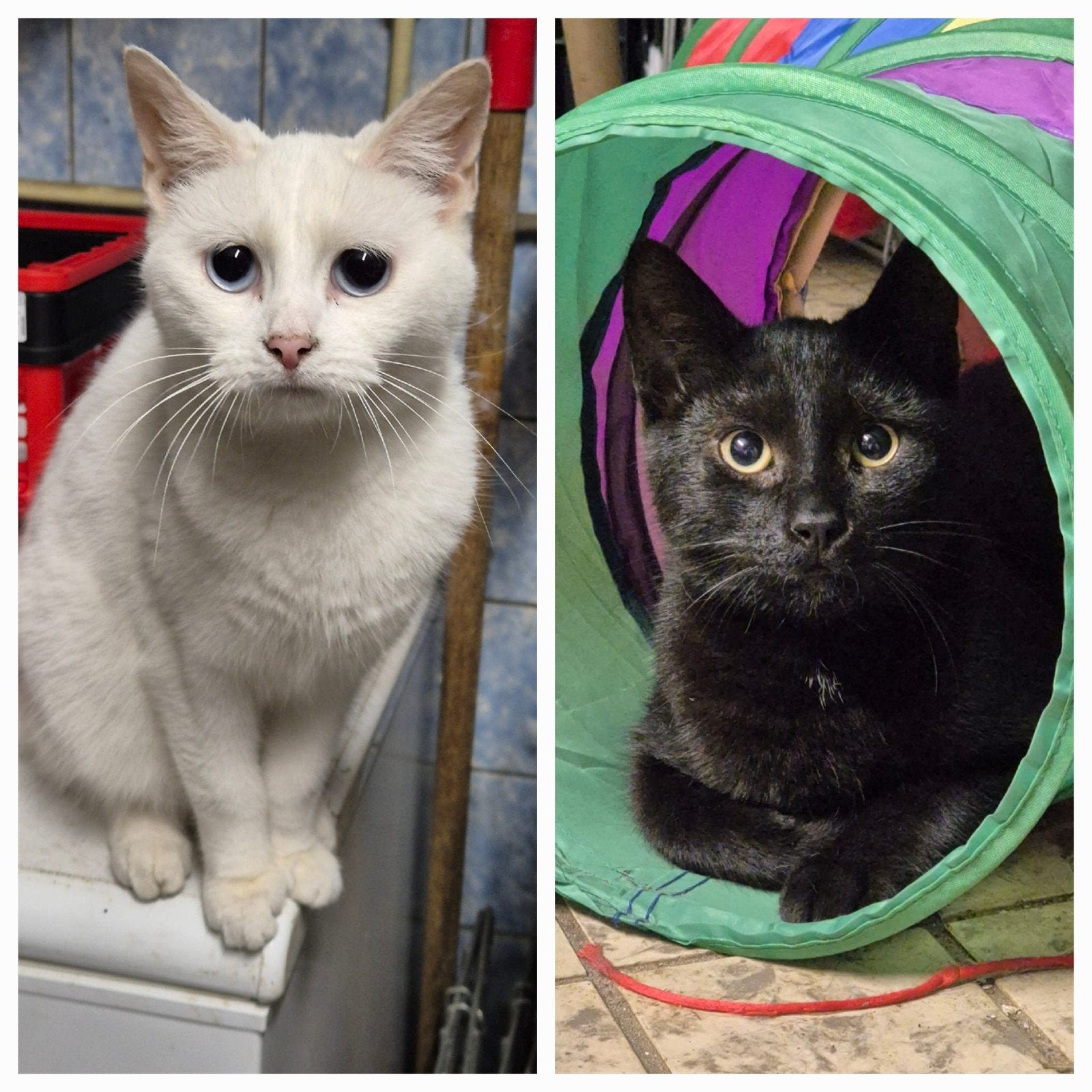 Yin en Yang zoeken goed thuis, Meerdere dieren, Kortharig, 0 tot 2 jaar