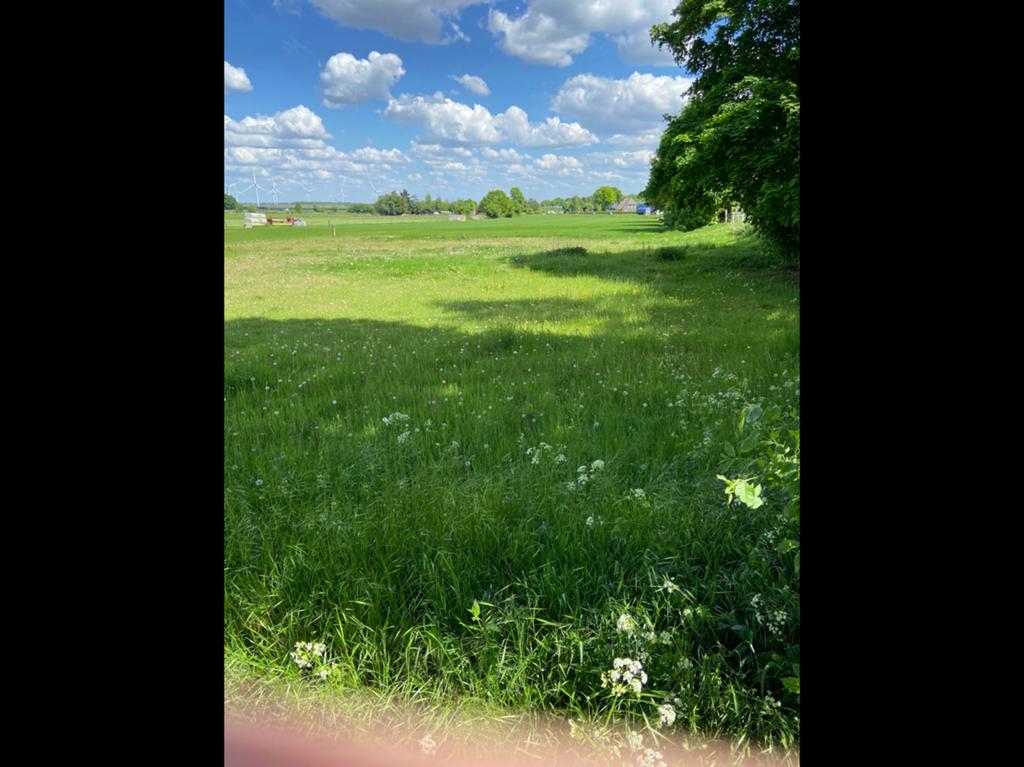 Grasland, Weidegang, 1 paard of pony