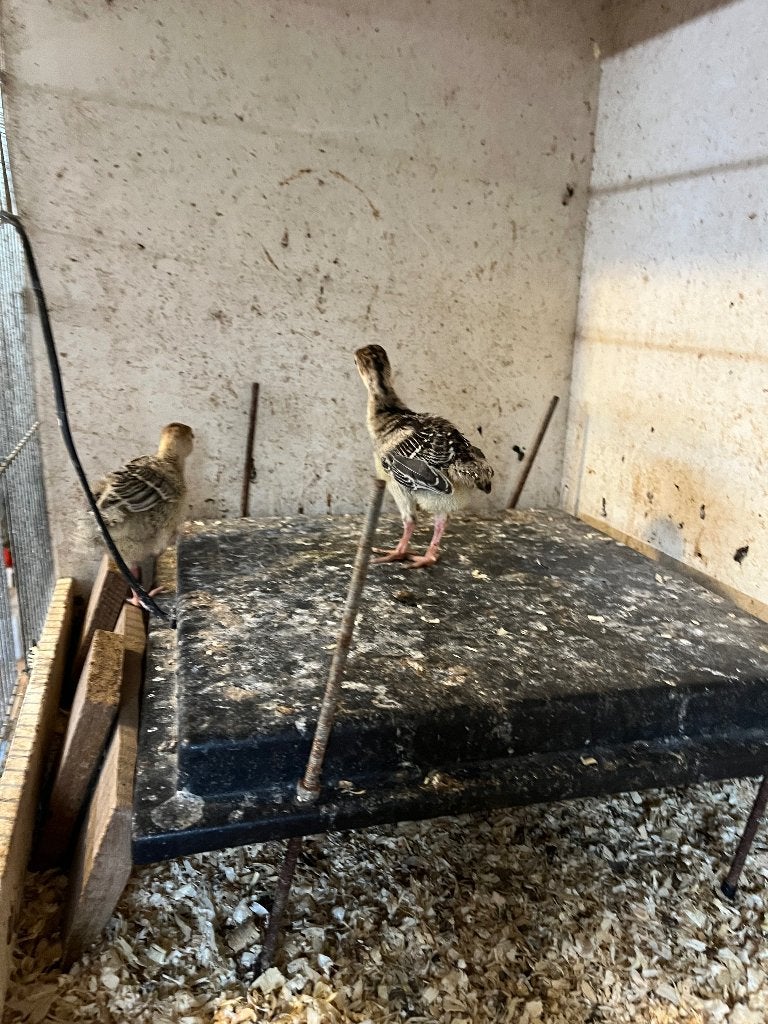 Kalkoenkuikens, Meerdere dieren, Kalkoen