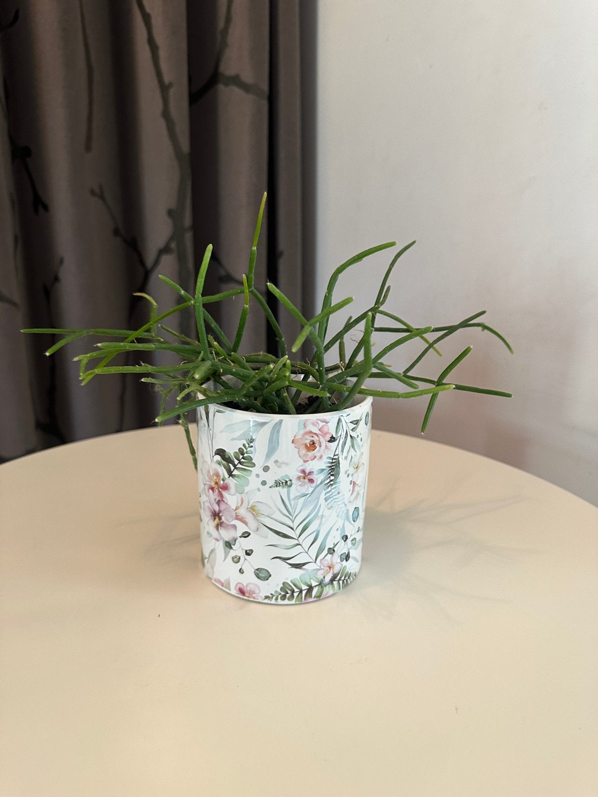 Plant Rhipsalis baccifera / koraalcactus met bloempot, Ophalen, Halfschaduw, Minder dan 100 cm