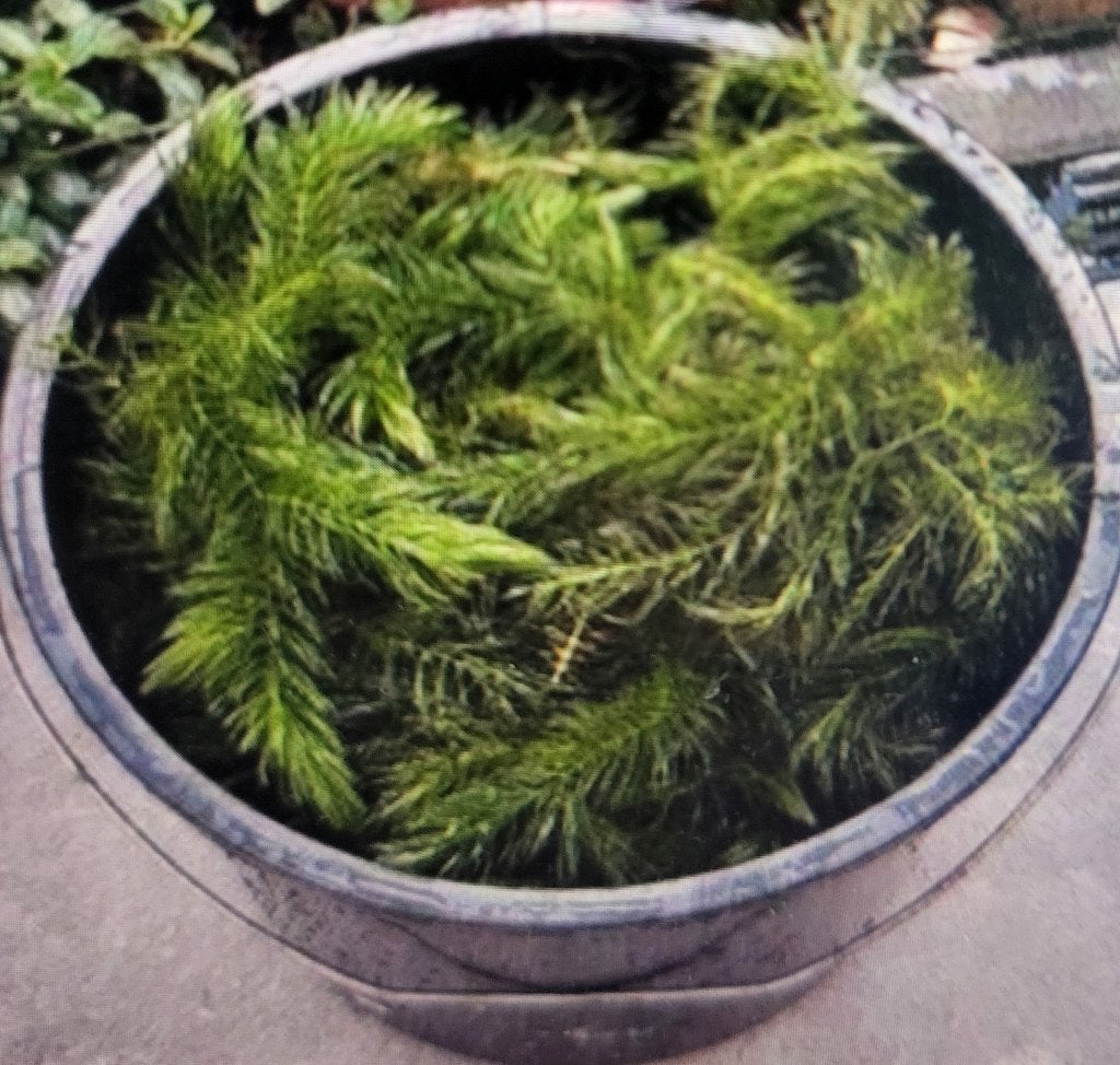 Emmers met vijverplanten / zuurstofplanten, Tuin en Terras, Ophalen, Nieuw