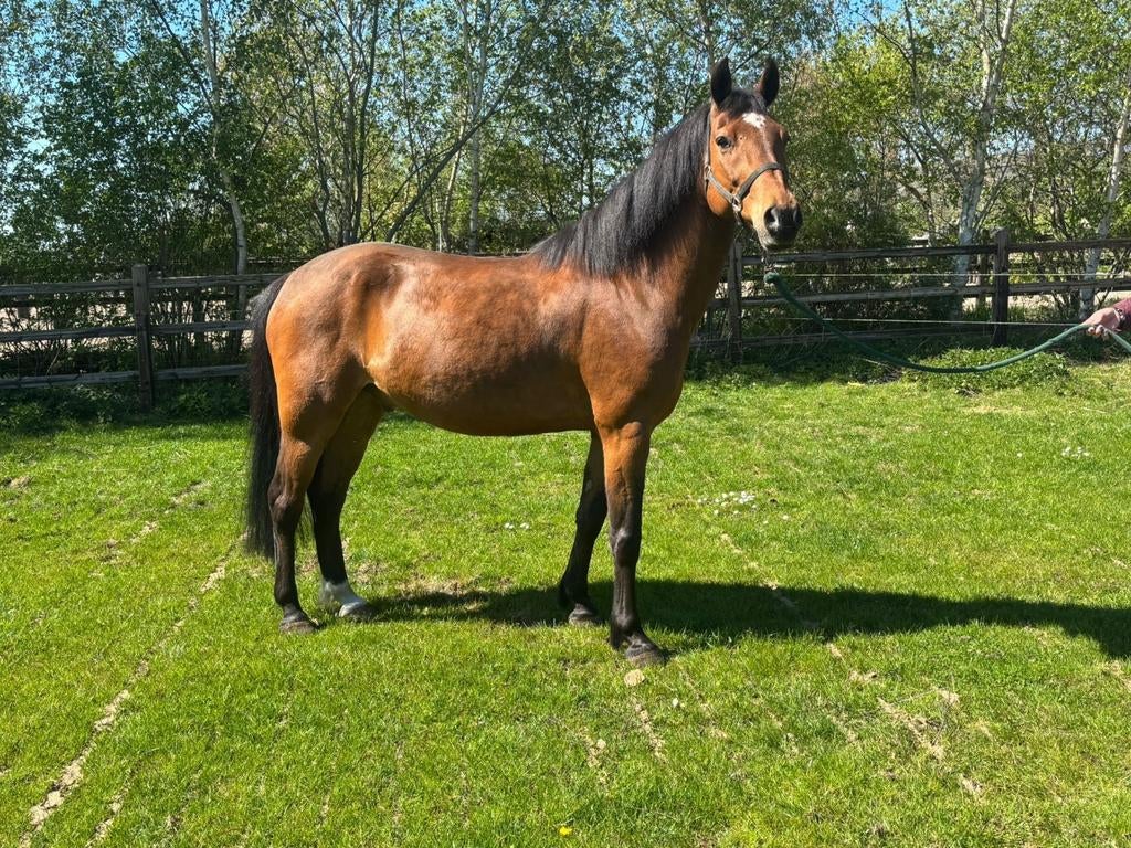 Weide maatje, coaching, therapie pony, Dieren en Toebehoren, E pony (1.48m - 1.57m), Met stamboom, Ruin, Niet van toepassing
