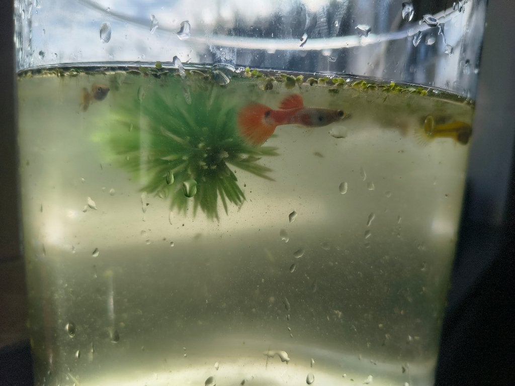 Guppys guppen guppies ca 10 st., Vis, Zoetwatervis, Schoolvis