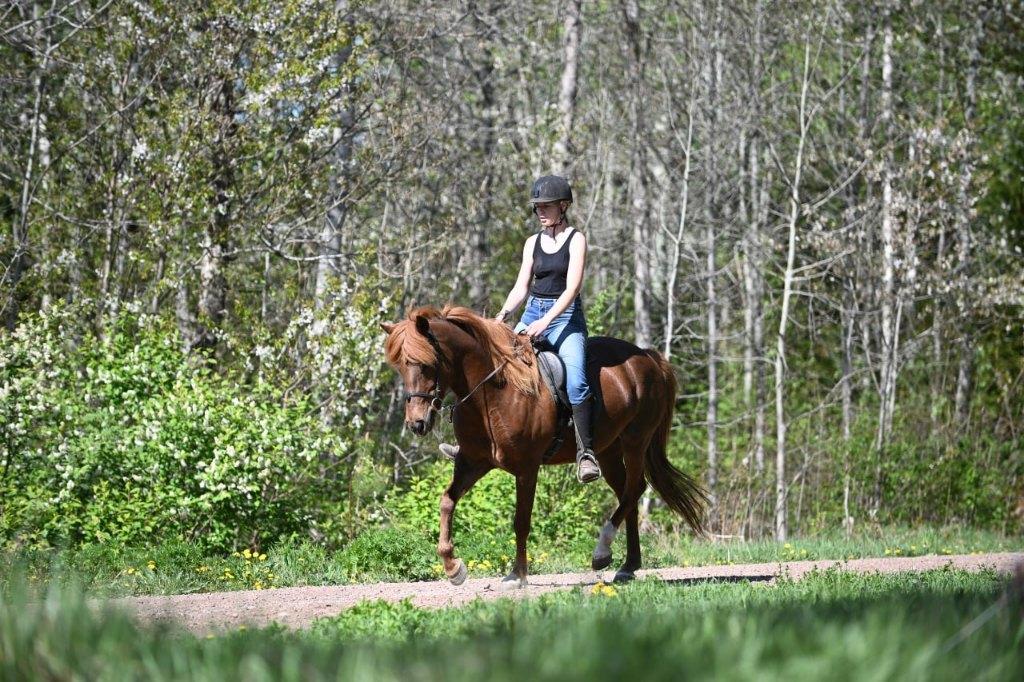 Leukste IJslander x Quarter merrie met sportpotentie, Dieren en Toebehoren, Paarden, Merrie, Minder dan 160 cm, Met stamboom, 3 tot 6 jaar