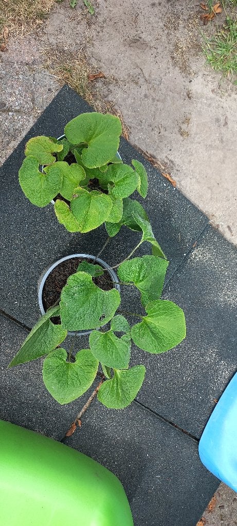 Kaukasisch vergeet mij-nietje. 2,50 euro per plant, Tuin en Terras, Vaste plant, Halfschaduw, Lente, Ophalen