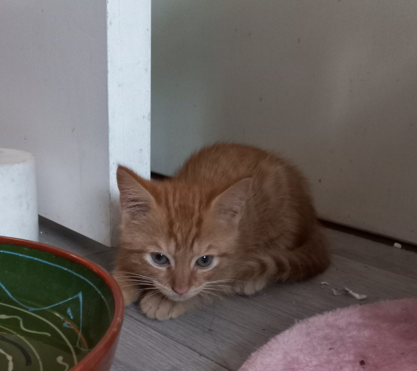 Mainecoon kruising   rode kitten 2 april geboren  "Simba", Kater