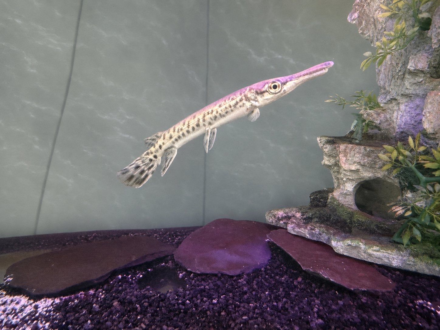 Kaaimansnoek 2 Stuks - Alligator Gar -  Atractosteus spatula, Dieren en Toebehoren, Vis
