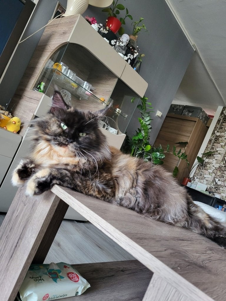 Maincoon poesje, Dieren en Toebehoren, Katten en Kittens | Raskatten | Korthaar, Poes, Met stamboom, 6 jaar of ouder