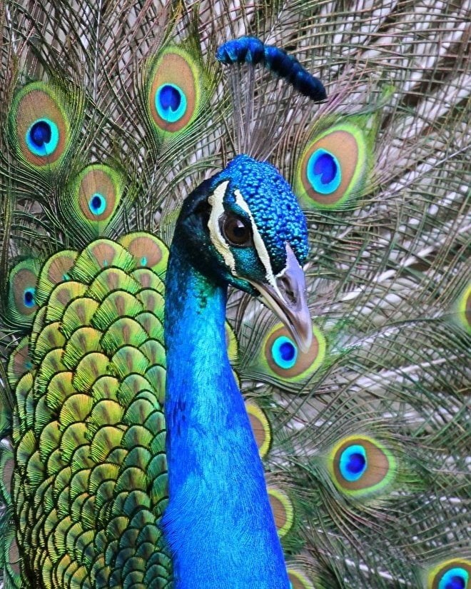 Broedeieren blauwe pauwen, Dieren en Toebehoren, Pluimvee, Geslacht onbekend, Overige soorten