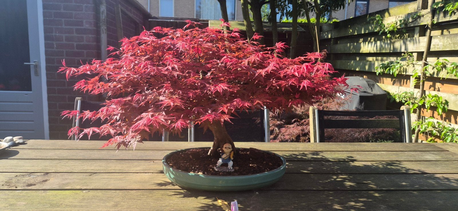 Acer Palmatum Deshojo Bonsai - Japanse Esdoorn, Tuin en Terras, Halfschaduw, Overige soorten, Lente, Minder dan 100 cm