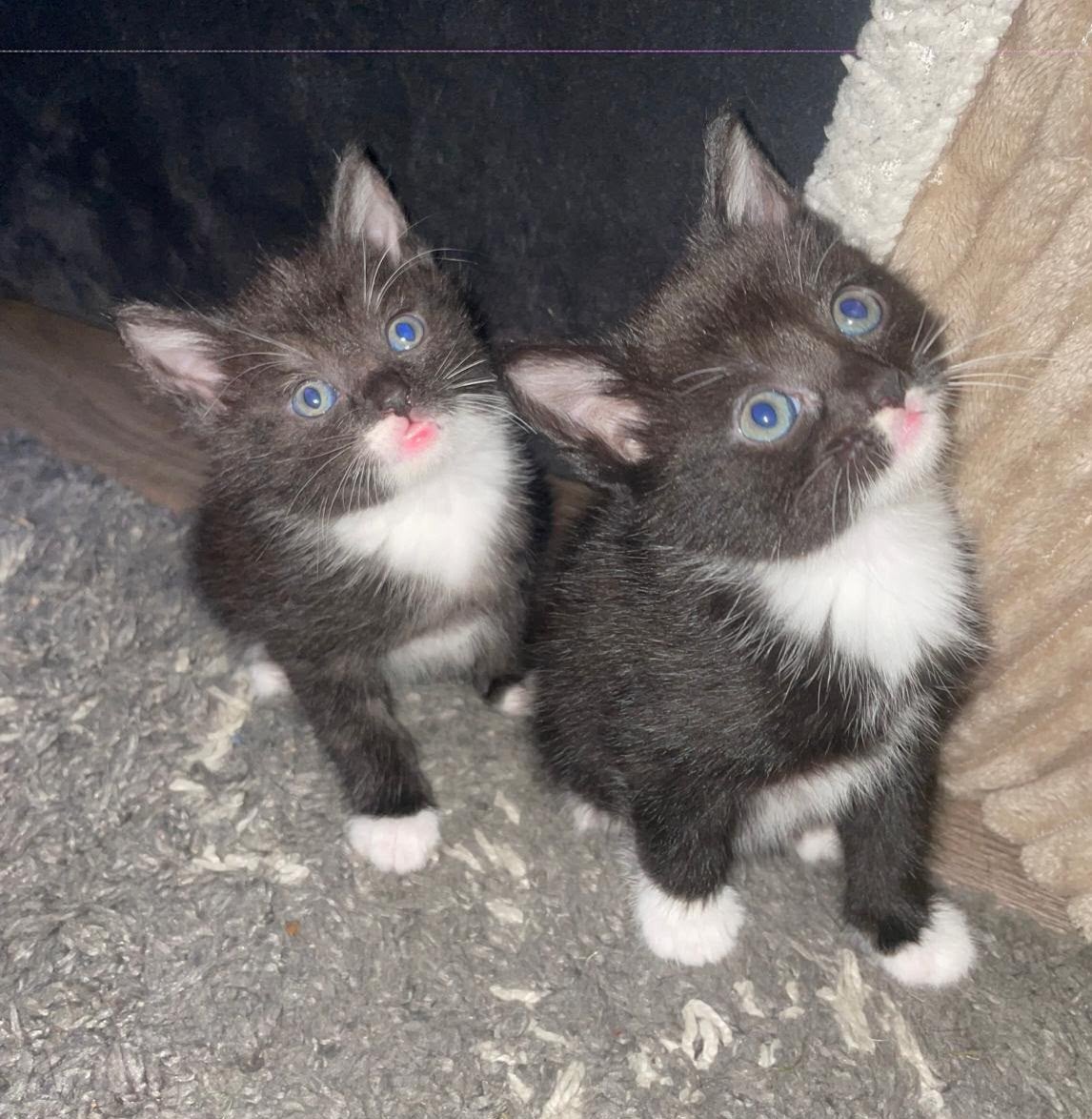 Kittens, Meerdere dieren