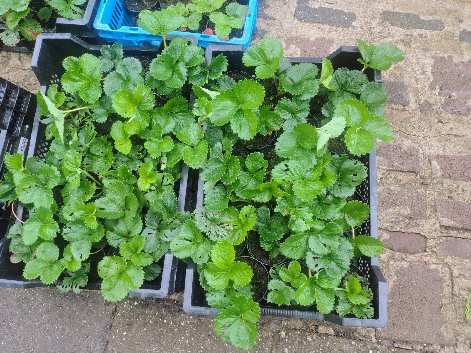 Aardbeiplanten Korona - Enkel Dragend (Juni-Juli), Ophalen