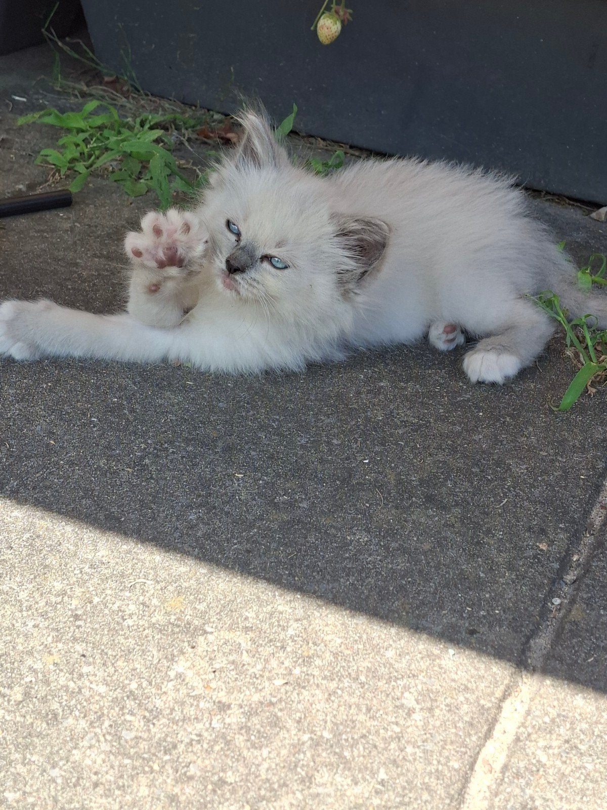 Ragdoll kittens, Dieren en Toebehoren, Meerdere dieren, Ontwormd