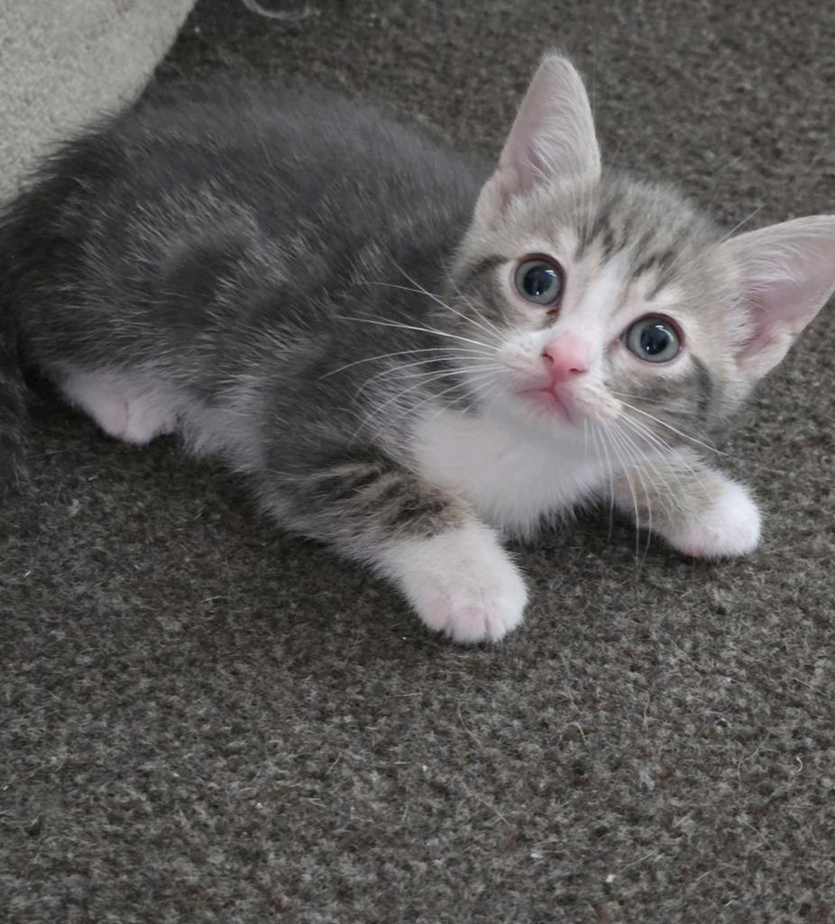 Nog3 Mooie Dames! "Britse korthaar×Bengaal" MIXed- Kittens!, Dieren en Toebehoren, Meerdere dieren