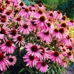Echinacea purpurea lakota, zonnehoed, vaste plant,sierplant, Ophalen, Overige soorten, Volle zon