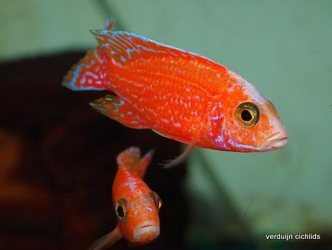 3x aulonocara firefisch 10cm malawichclide gaan samen weg, Vis, Zoetwatervis