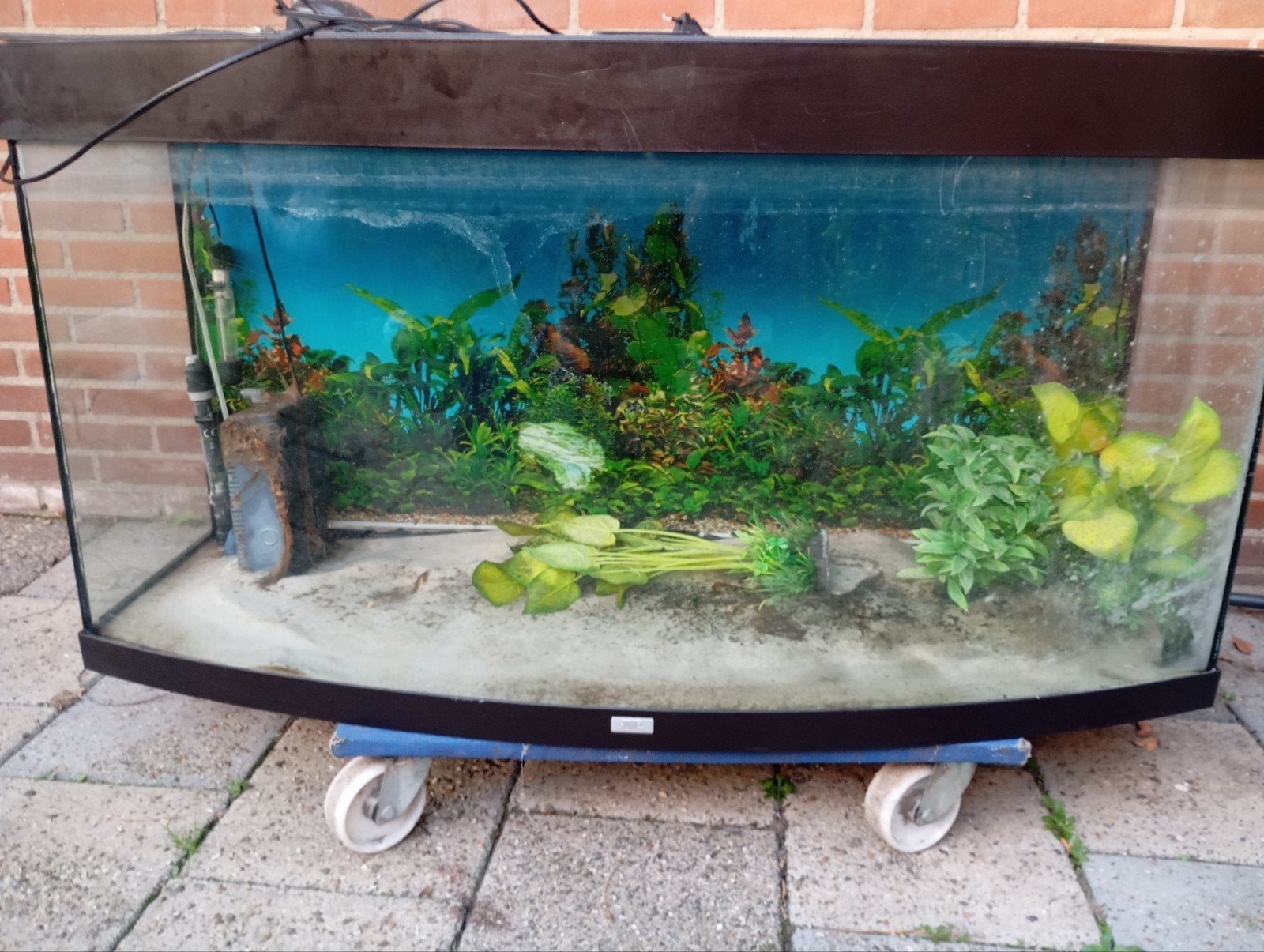 Juwel Vision 260 - 260 Liter Aquarium - Compleet met alles, Ophalen, Inclusief toebehoren, Gebruikt, Gevuld zoetwateraquarium