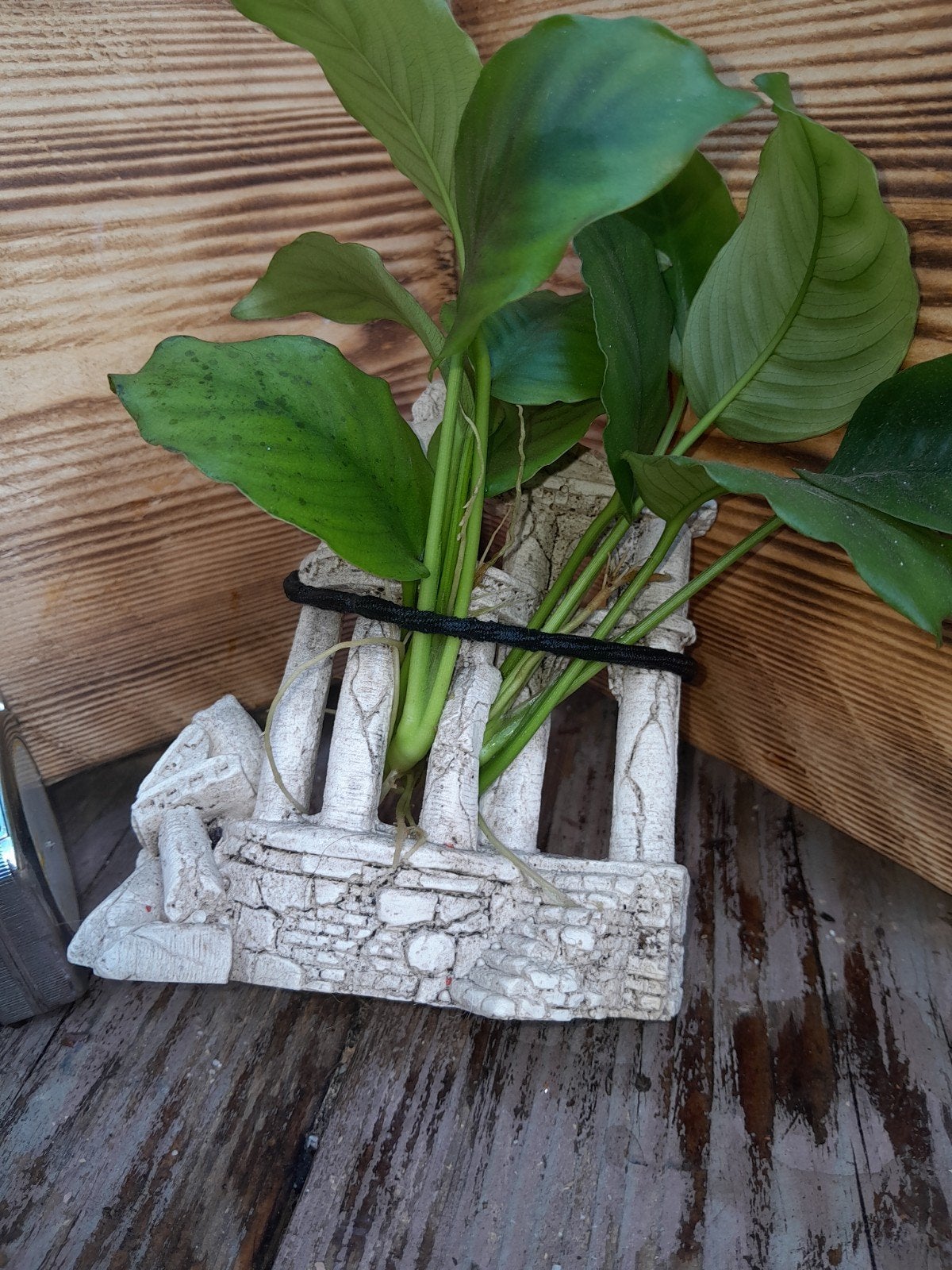 aquarium ornament met anubia, Dieren en Toebehoren, Ophalen of Verzenden